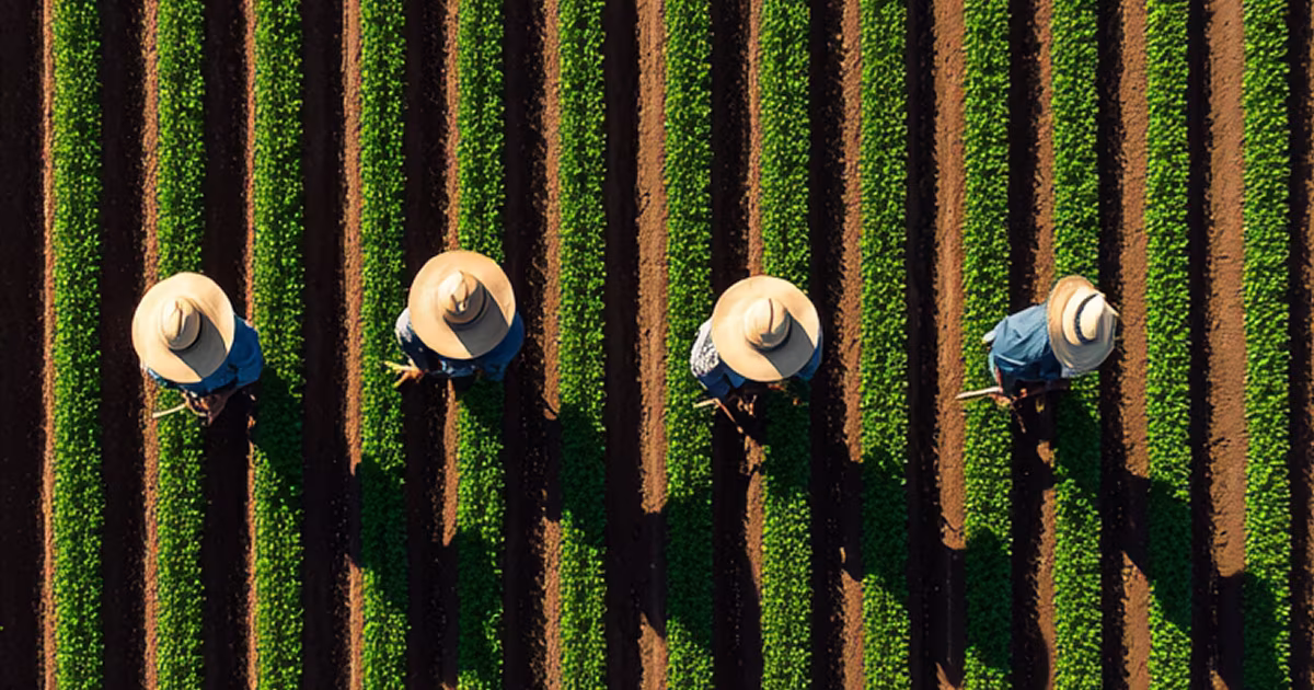 Aerial view of four farm workers walking between long rows of green crops.